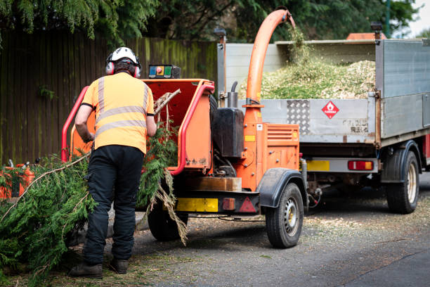 Best Stump Grinding Near Me  in Cabot, AR